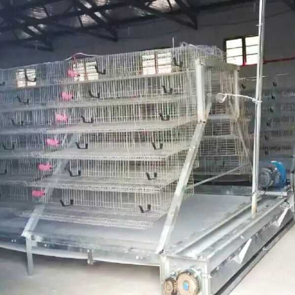 PP带蛋鸡清粪机